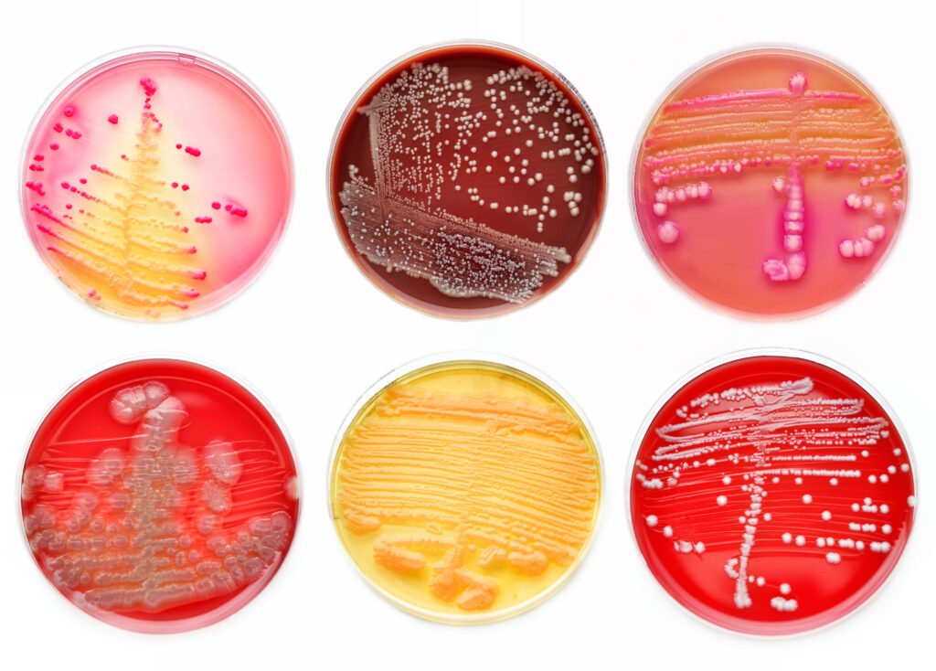 BACTERIO TULPINI